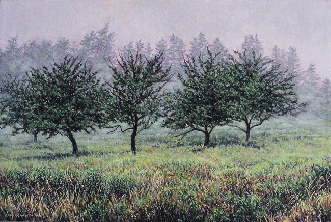 Apple Trees in Fog