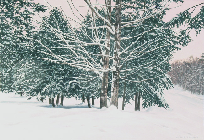 Snow Maples